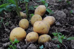 potato