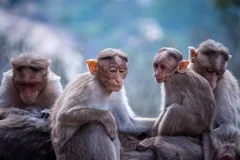 primate