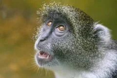 primate