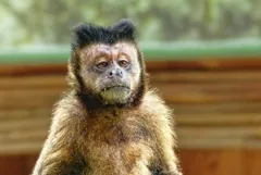 primate