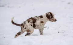 puppy