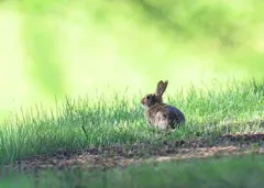 rabbit