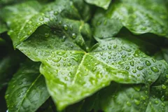 rain