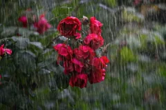 rainfall