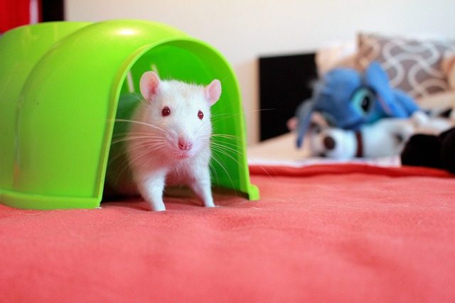 rat