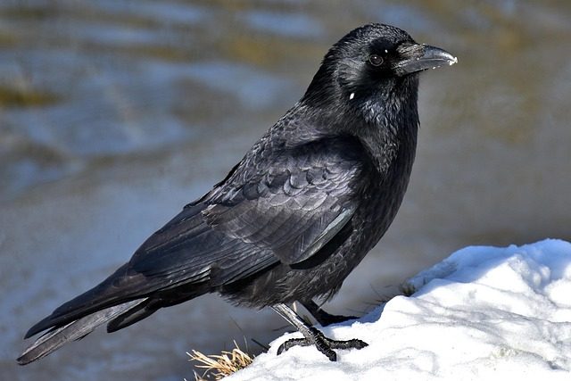 ravenous
