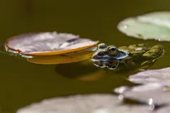 reflection