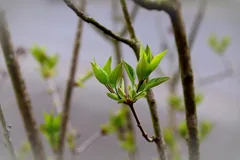 renewal