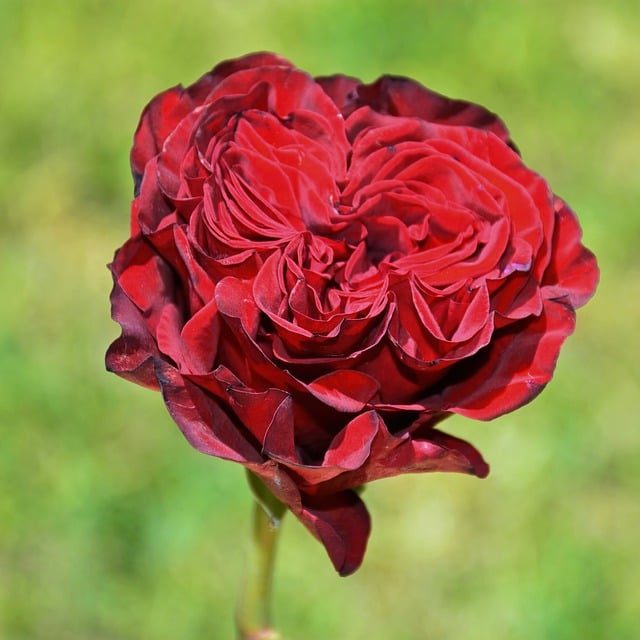 resplendent