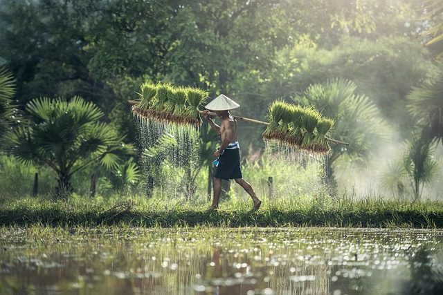 rice