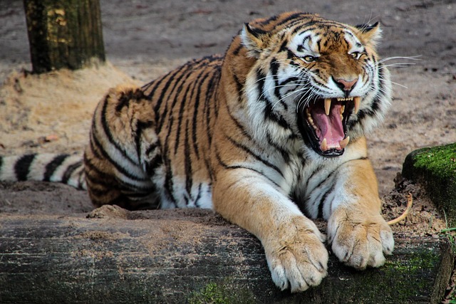 roar