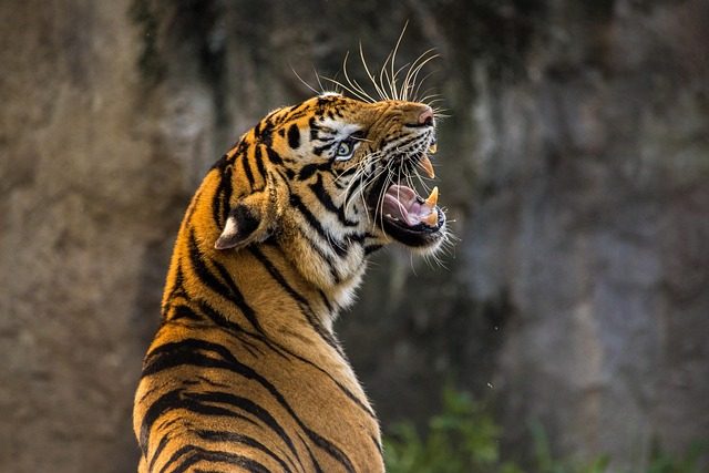 roar