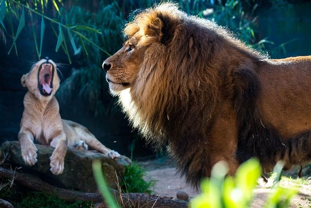 roar
