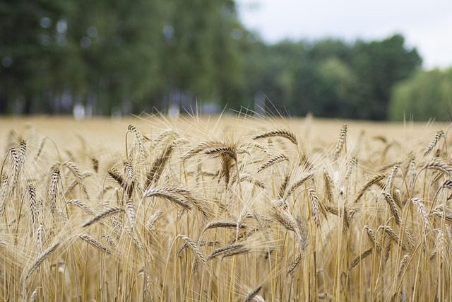 rural