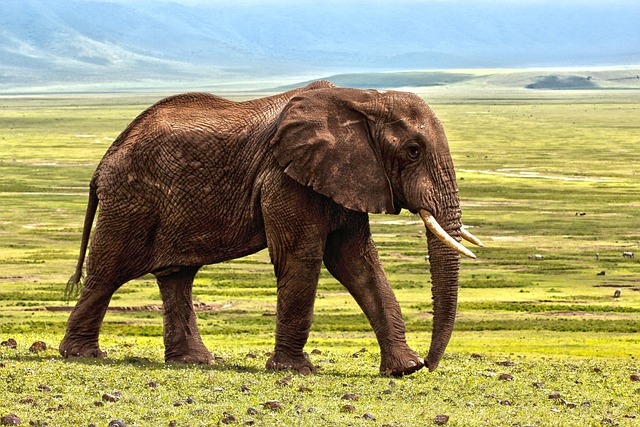 savanna