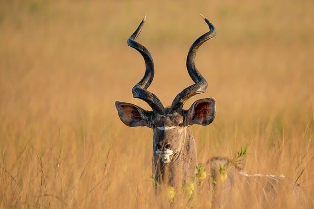savanna