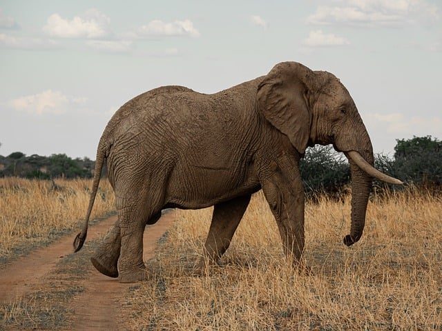 savanna