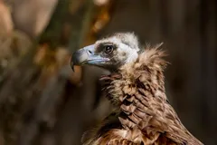 scavenger
