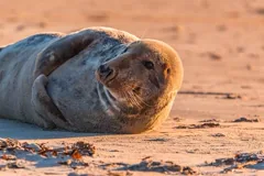 seal