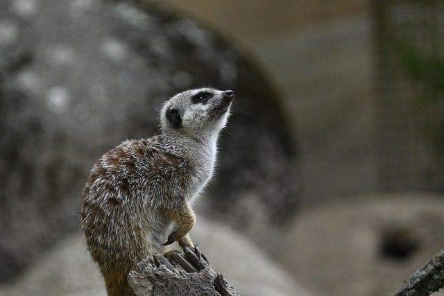 sentinel