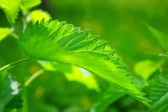 serrated