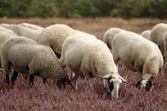 sheep