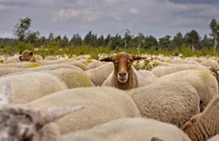 sheep