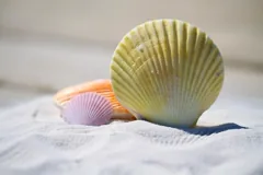 shell