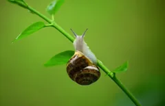 shell