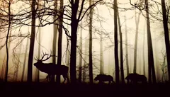 silently