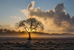 silhouette