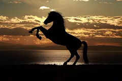 silhouette