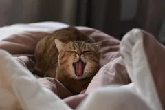 sleepy