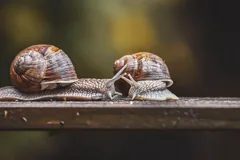 slow