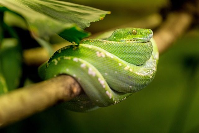 snake