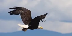 soar