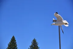 soar