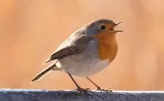 song