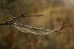 spider