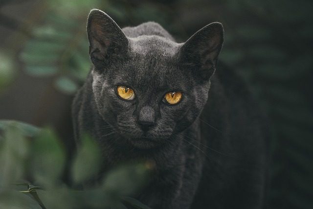 stare