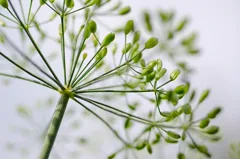 stem