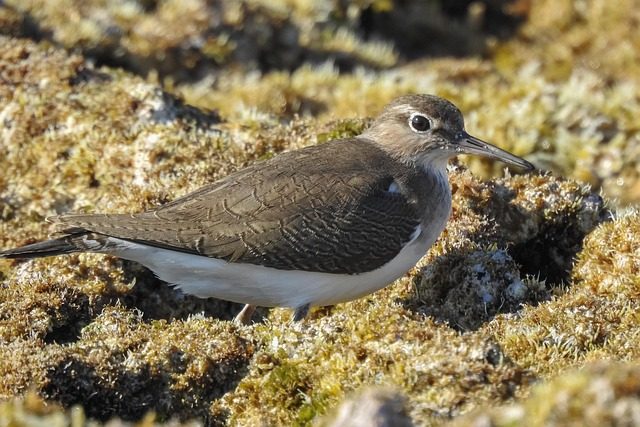 stint