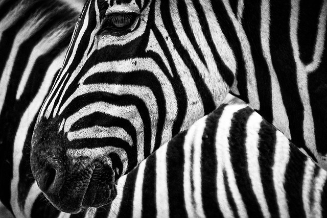 stripe