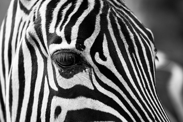 stripe