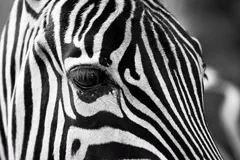 stripe