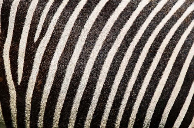 stripe