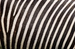 stripe