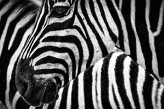 stripe