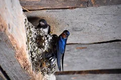 swallow