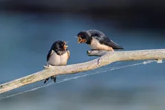 swallow